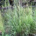 Giant Plumegrass